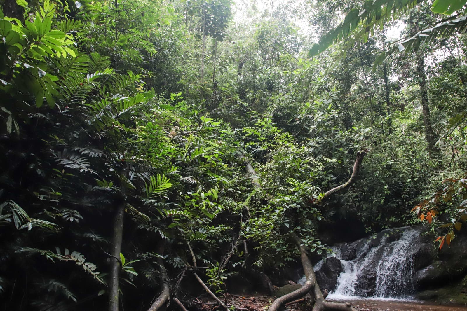 Quebrada entre vegetación densa de bosque