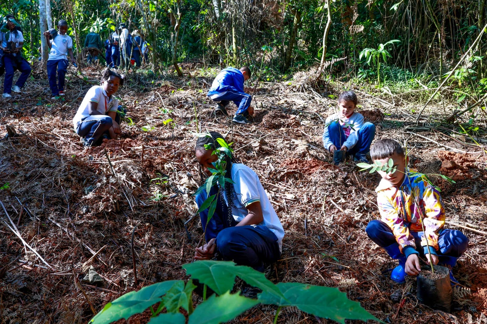 Niñas y niños sembrando árboles nativos en una ladera